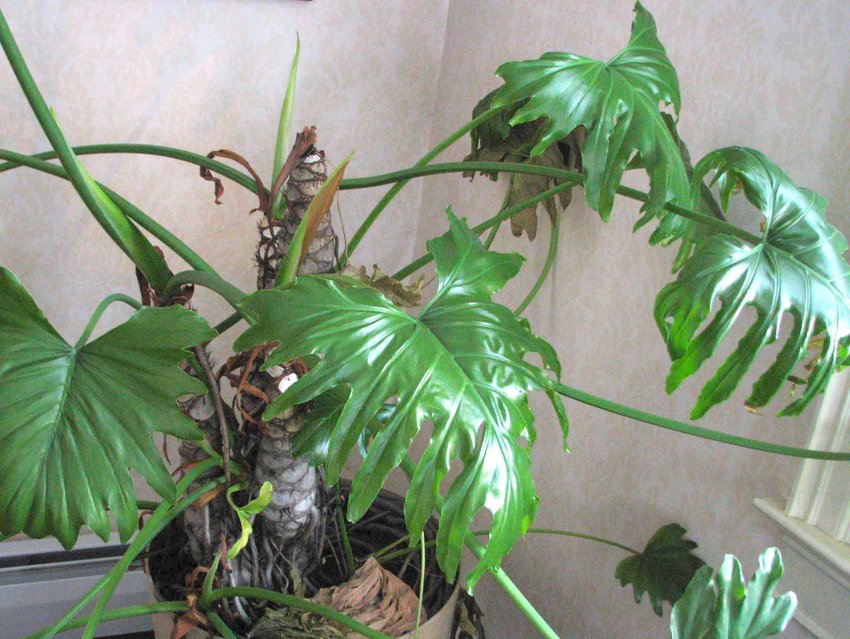 A split-leaf philodendron plant inside of a home. Non-climbing varieties, such as tree or split-leaf philodendrons, can get quite large: twice as wide as they are tall. Therefore, be sure you have an indoor space big enough for the plant to grow.