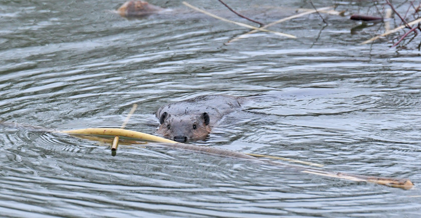 Although a wintry mix of rain, freezing rain and snow disrupted area school schedules and made the morning and evening commutes tricky for many, it couldn&rsquo;t deter this North American beaver from its construction job, building its lodge at the Delta Lake State Park on Wednesday, Jan. 18. Beavers, including this intrepid critter, eat the bark and twigs of popular, aspen, birch, willow and maple trees. As winter draws near, beavers often store food items underwater near the entrance to their lodge to use throughout the winter. This food store is imperative for survival when thick ice prevents access to fresh food. Beavers mate for life. Breeding occurs in January or February and young are born in May or June. Litter size may range from two to seven kits. The number of offspring could be based on the quantity and quality of available food and habitat in any given year, according to the state Department of Environmental Conservation.