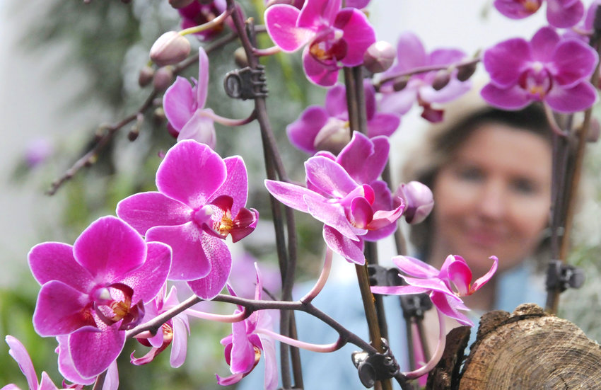 A visitor looks at orchid blossoms at the Palmengarten botanic garden in Frankfurt, Germany.