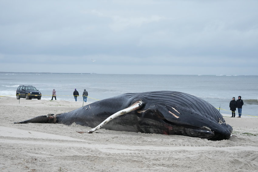 People walk down the beach to take a look at a dead whale in Lido Beach, N.Y., Tuesday, Jan. 31, 2023. The 35-foot humpback whale, that washed ashore and subsequently died, is one of several cetaceans that have been found over the past two months along the shores of New York and New Jersey.