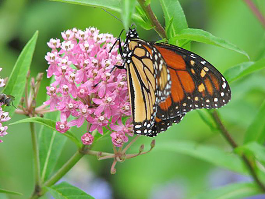 A monarch butterfly feeds on Rose Milkweed.