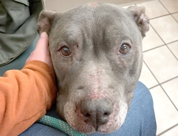 Miracle the abandoned pit bull is recovering with the Herkimer County Humane Society after she was abandoned in their parking lot and survived sub-zero temperatures overnight.