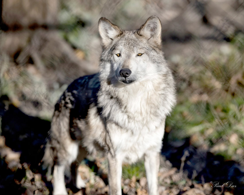 The Utica Zoo invites the public to enjoy nature at night, including such nocturnal creatures as a wolf, during the organization&rsquo;s upcoming Night Prowl event on Friday, Feb. 17.