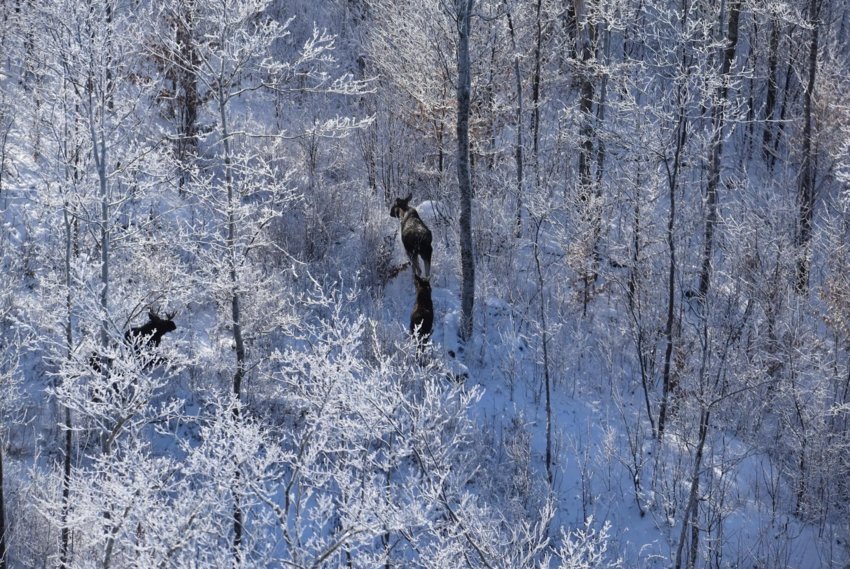 A moose cow, male, and calf are spotted from above during a scouting mission in the Adirondacks in this photo from Jan. 8, as part of the New York State Department of Environmental Conservation Moose Research project.