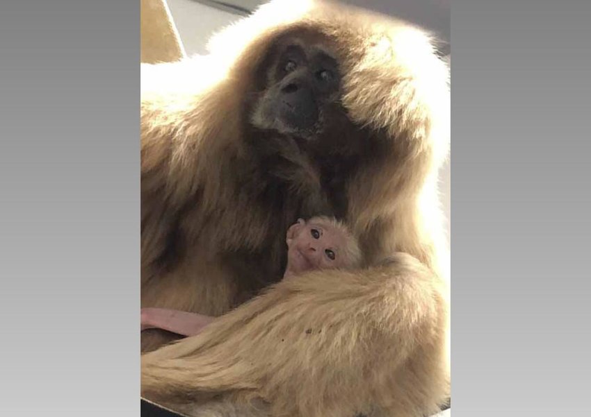 Utica Zoo's female white-handed gibbon, Snowflake, holds her new baby, who has yet to receive a name. The zoo welcomed the baby on Jan. 30.