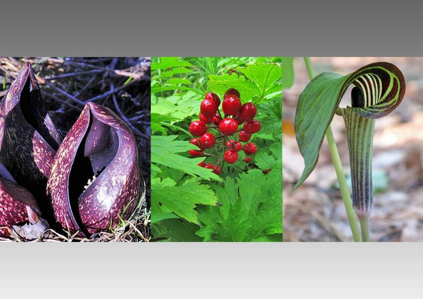 Pictured from left are Skunk Cabbage, Baneberry and Jack-in-the-Pulpit.
