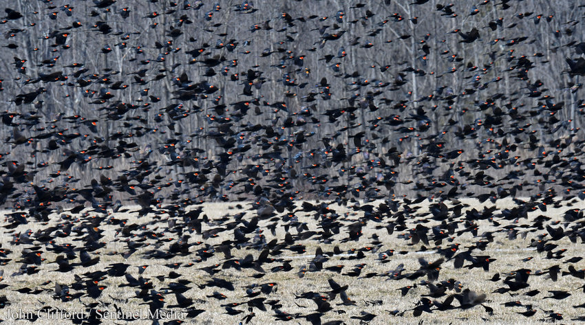 SURE SIGN OF SPRING  &mdash; Thousands of red-winged black birds and some grackles take flight off Happy Valley Road in Verona on Wednesday, March 22.