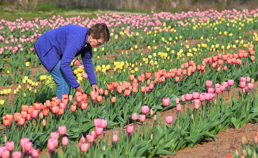 Elaine Joseph gets the first pick of the tulips in this 2019 file photo. North Star will offer the opportunity for pickers to visit the orchard around Mother&rsquo;s Day &mdash; which is Sunday, May 14 this year &mdash; to pick their own tulip bouquet.