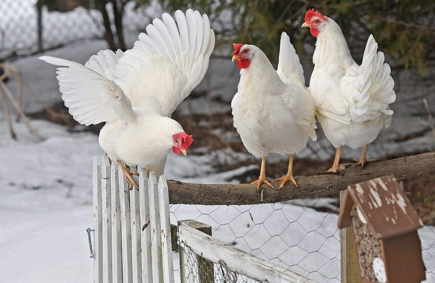 Three of the six chickens at the Walters in the town of Lee, March 16, 2023. This breed of chicken is a leghorn.