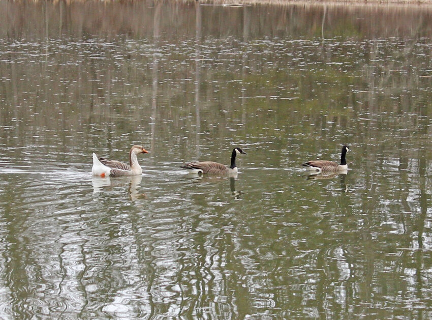 Buddy the goose and friends swim by on the pond at Rogers Environmental Education Center in Sherburne.