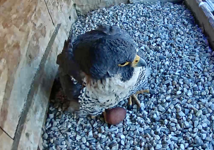 A pair of peregrine falcons laid their first egg of the 2023 breeding season on Sunday, April 2, in their nestbox on the 15th floor of the Adirondack Bank building in downtown Utica.