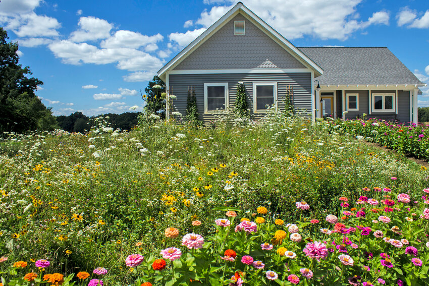 A lush wildflower meadow growing in place of a residential lawn.