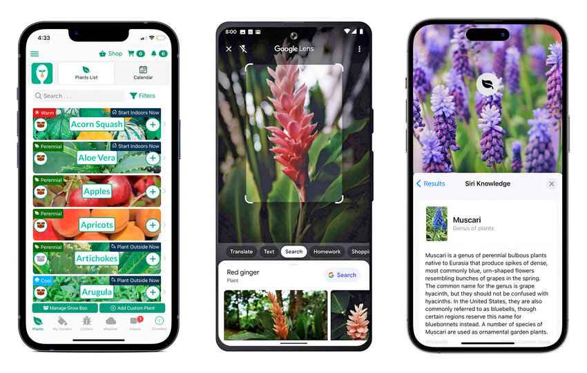 Gardening apps, from left, the Seed to Spoon mobile gardening app by Park Seed, from left, the Google Lens app that has image-recognition technology to identify plants, and Apple&rsquo;s AI-powered Visual Look Up feature to identify flowers.