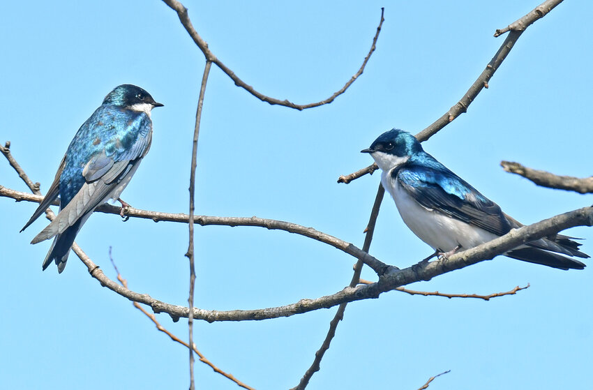 A pair of tree swallows sun themselves on a tree at Delta Lake State Park on Thursday, April 20. Tree Swallows are a familiar sight in summer fields and wetlands across northern North America. They chase after flying insects with acrobatic twists and turns, their steely blue-green feathers flashing in the sunlight. The Great Swamp Conservancy will celebrate its annual Spring Migration Festival on Sunday, May 7.