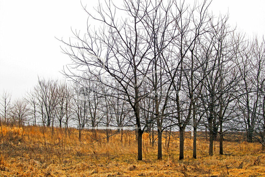 In this photo taken Feb. 15, 2012, black walnut trees, such as these growing in rural Mendota, Ill.