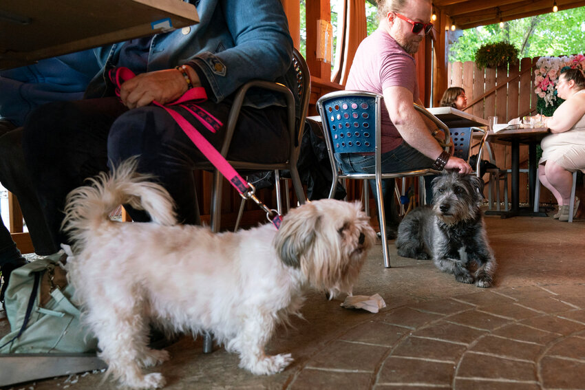Monty Hobbs , right, and his dog Mattox sit next to another pet dog on the patio at the Olive Lounge in Takoma Park, Md. , on Thursday, May 4, 2023. Just in time for the summer dining season, the U.S. government has given its blessing to restaurants that want to allow pet dogs in their outdoor spaces.