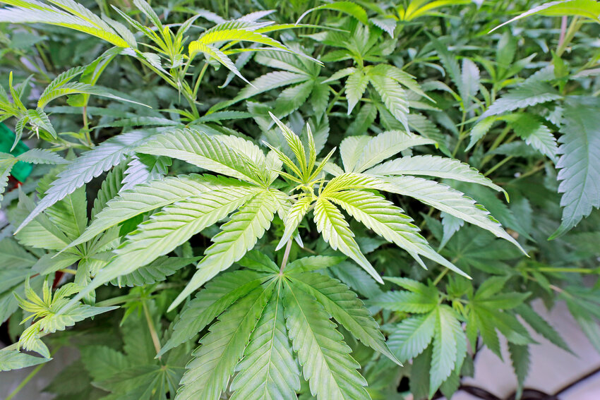 Marijuana plants grow at GB Sciences Louisiana, in Baton Rouge, La. Some commonly toxic plants catch people unaware &mdash; marijuana is one.