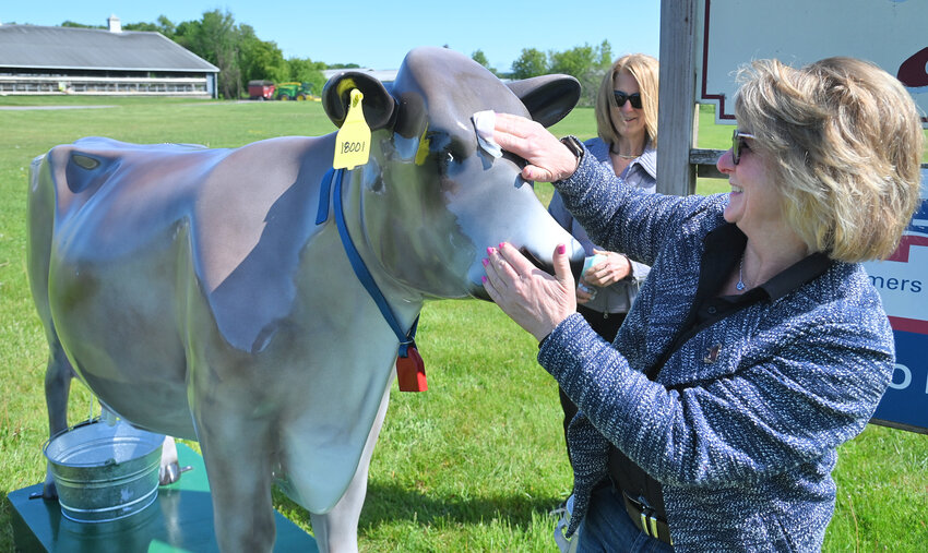 Karen K Howard, Oneida County Farm Bureau promotion and education chairperson, cleans the face of the new, interactive brown Swiss cow, No. 18001, that will be making many visits this summer. The cow will be named at next weeks Farm Fest 2023 at DiNitto Farms.