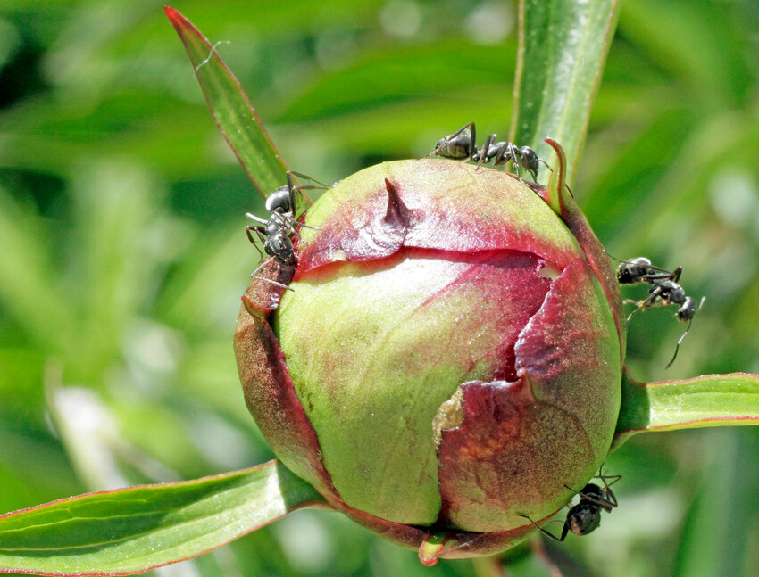 Ants move around the unopened blossom of a peony.