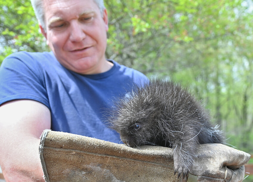 Chris Stedman with the newly born porcupine known as a porcupett at Fort Rickey Discovery Zoo Friday, May 5, 2023.