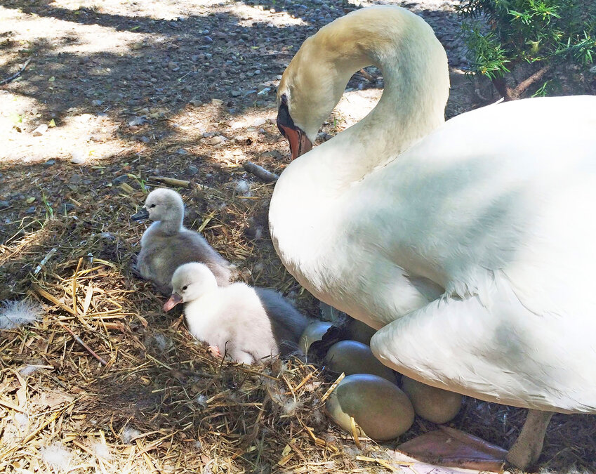 In this June 2014 photo, Faye, a swan, tends to two baby cygnets at the Manlius Swan Pond in Manlius. The upstate New York village of Manlius is mourning the loss of Faye, a swan who was stolen from the village pond along with her four cygnets. The cygnets, or baby swans, were recovered on Tuesday, but officials say the mama swan was eaten.