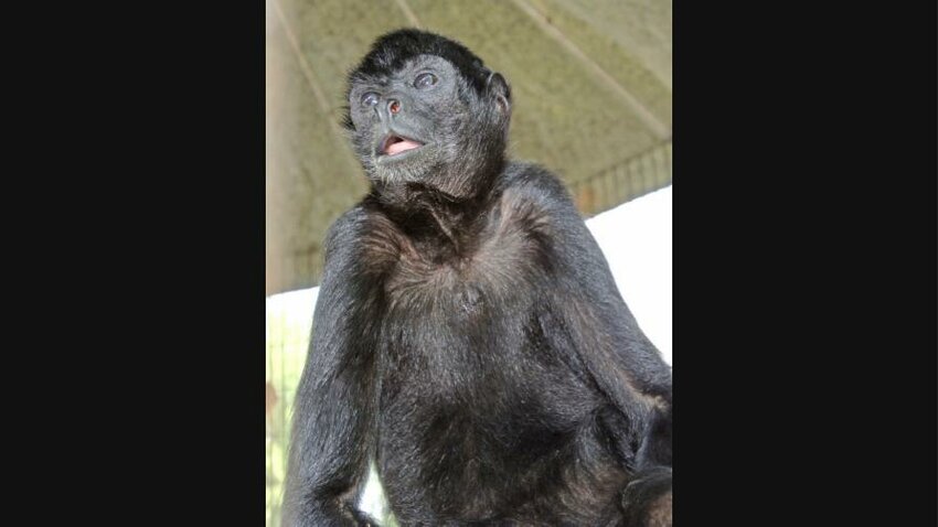 Gummy was the oldest spider monkey in the world.
