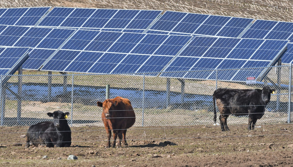 CATCHING SOME SUN — A new Camden school district solar farm project off Route 69 has begun generating financial savings for the district. Some of the project’s solar panels are shown here, while in front of the fence are cows from a neighboring farm who are also receiving the sun’s rays that have been in short supply in the area lately.
 (Sentinel photo by John Clifford)
