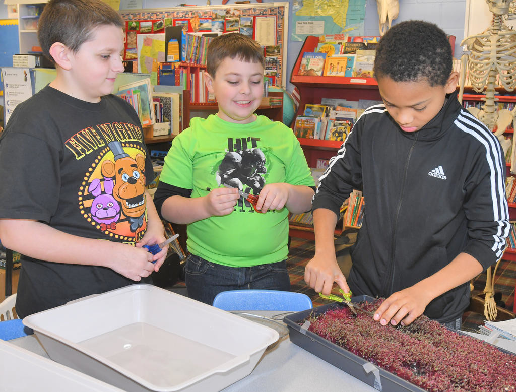 HARVESTING BEGINS — Mike Ladue, left, Isaac Nemo, center, and Nicholas Ventura cut red garnet amaranth. Christina Carambia, who helped create the program, said that it is hard to grow but the fifth grade class grew the micro green successfully. The produce must go three baths and then be dried and packaged. See story, additional photos, page 2.
 (Sentinel photo by John Clifford)