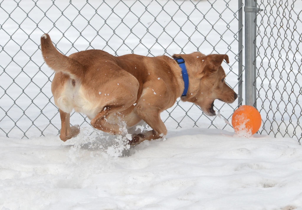 PLAY TIME — Remington, a lab/golden retriever mix, chases a ball during some time out in the enclosed pen at Wanderers’ Rest Humane Association in Canastota.
 (Sentinel photos by John Clifford)