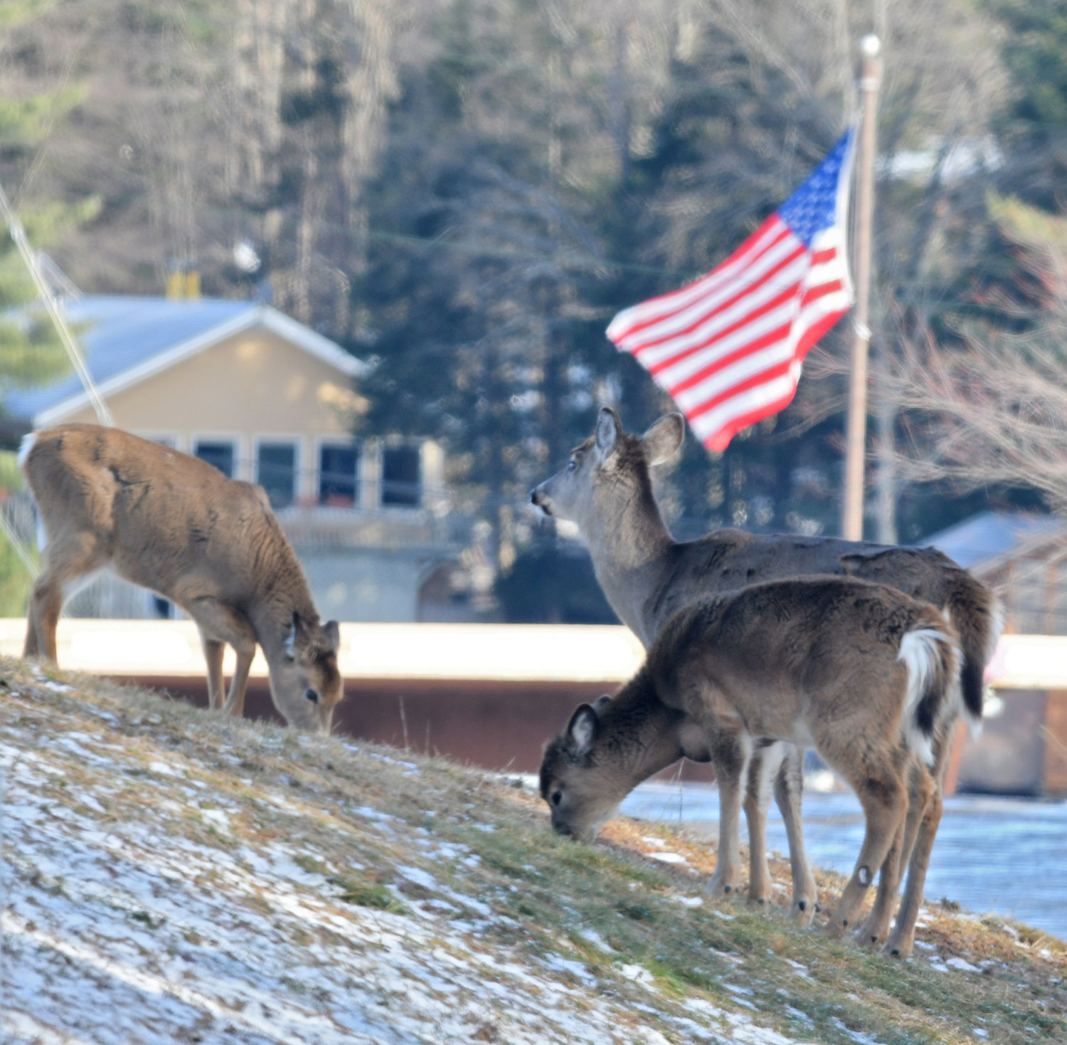 PATRIOTIC DEER — A trio of deer much on an open grassy area with a flag nearby in the village of Old Forge Wednesday afternoon.
