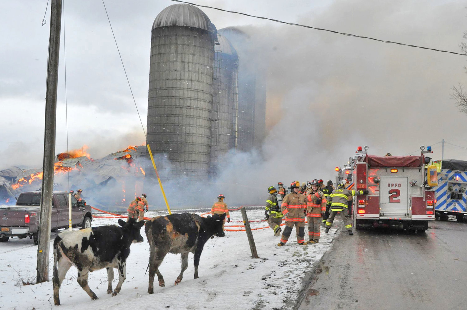 CATTLE LOST — Two surviving cows watch the firefighters work after 250 head of cattle were killed in a barn fire on Whittaker Road in the Town of Trenton on Sunday. Volunteers from seven departments fought the fire. No people were harmed.