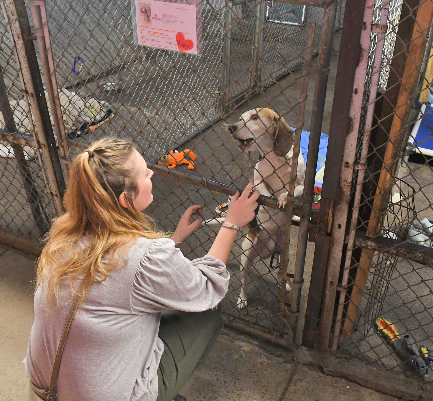 743 pets found a home in 2018 thanks to Humane Society of Rome | Daily  Sentinel