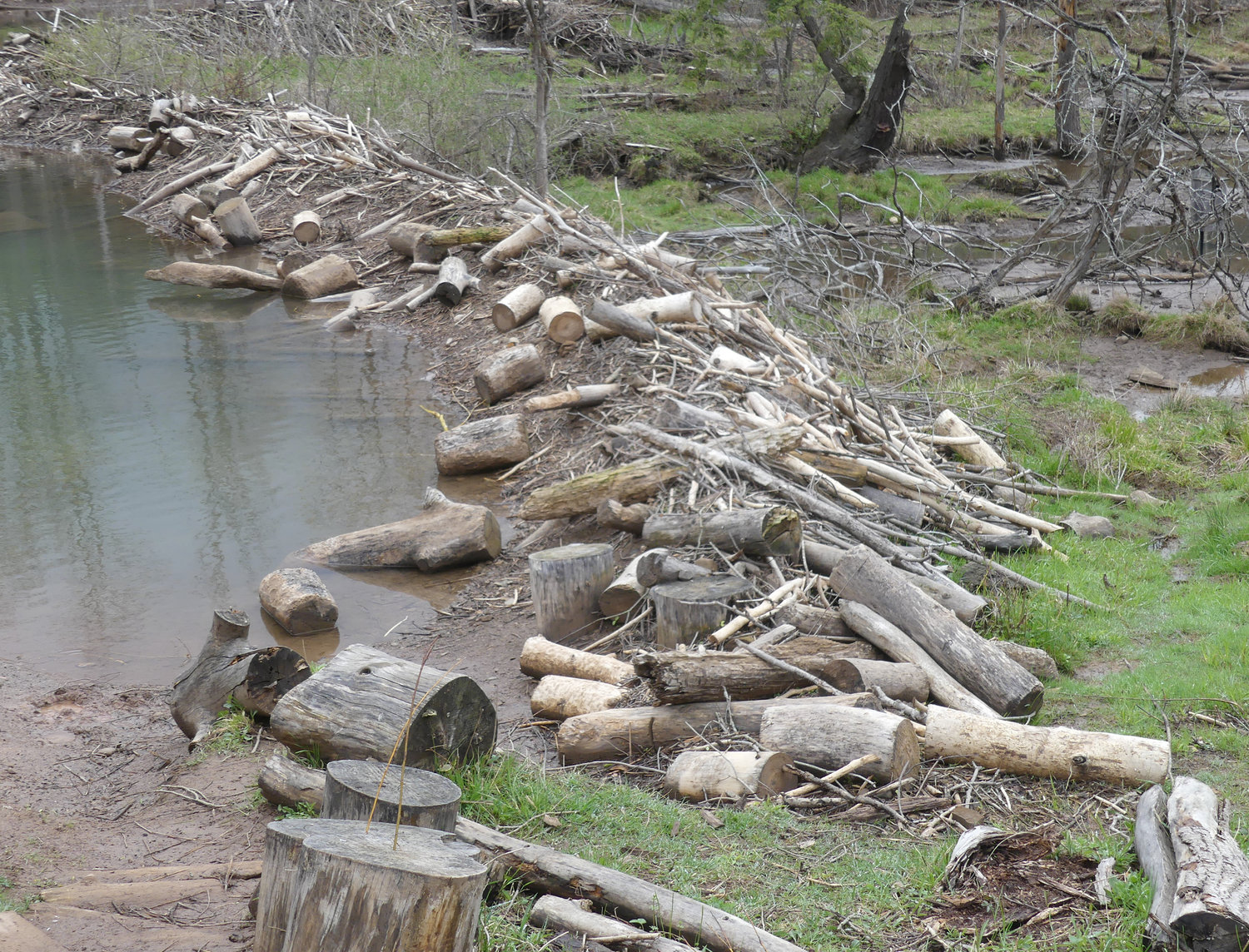 HARD LABOR — This wall constructed of logs is the result of all the handiwork of beavers who reside at the Spring Farm CARES Nature Sanctuary in Clinton.