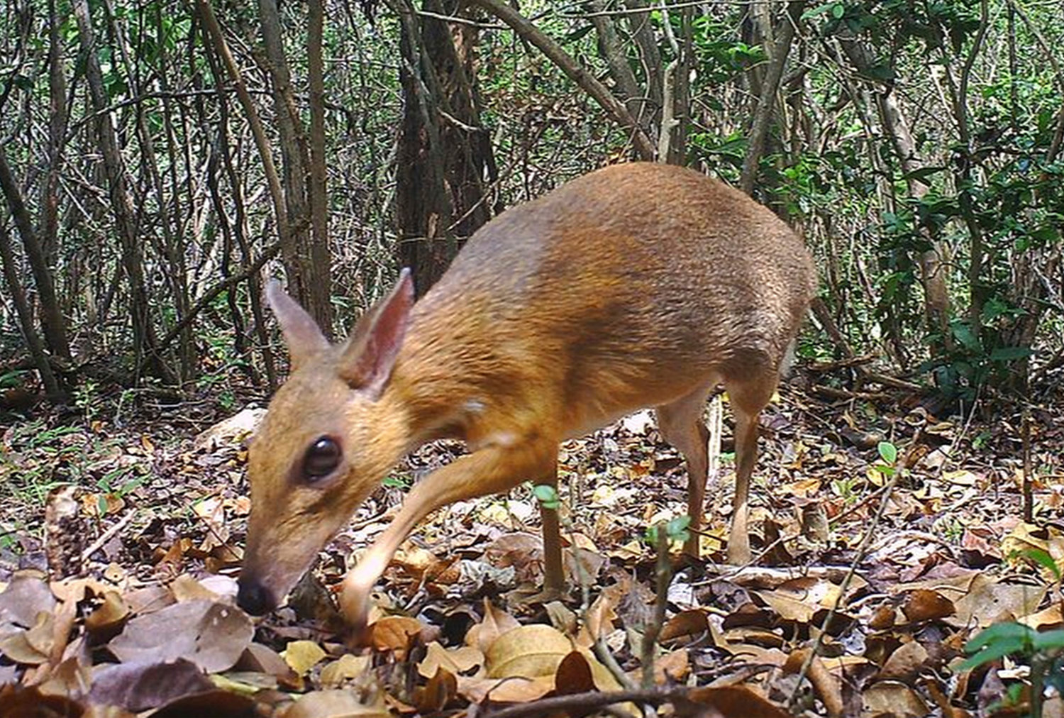 Rare Deer Like Species Photographed For First Time In Wild Daily Sentinel