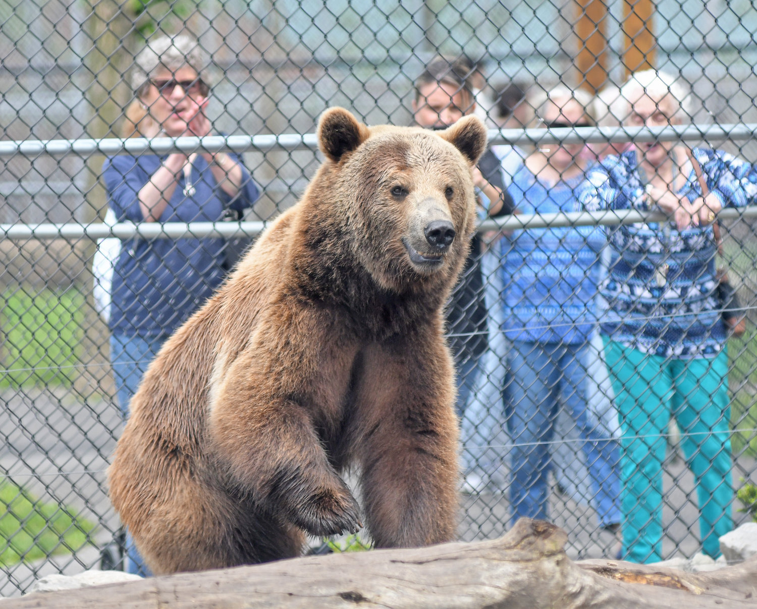 Area animal park owners hope for speedy return of 'wild' times | Daily  Sentinel
