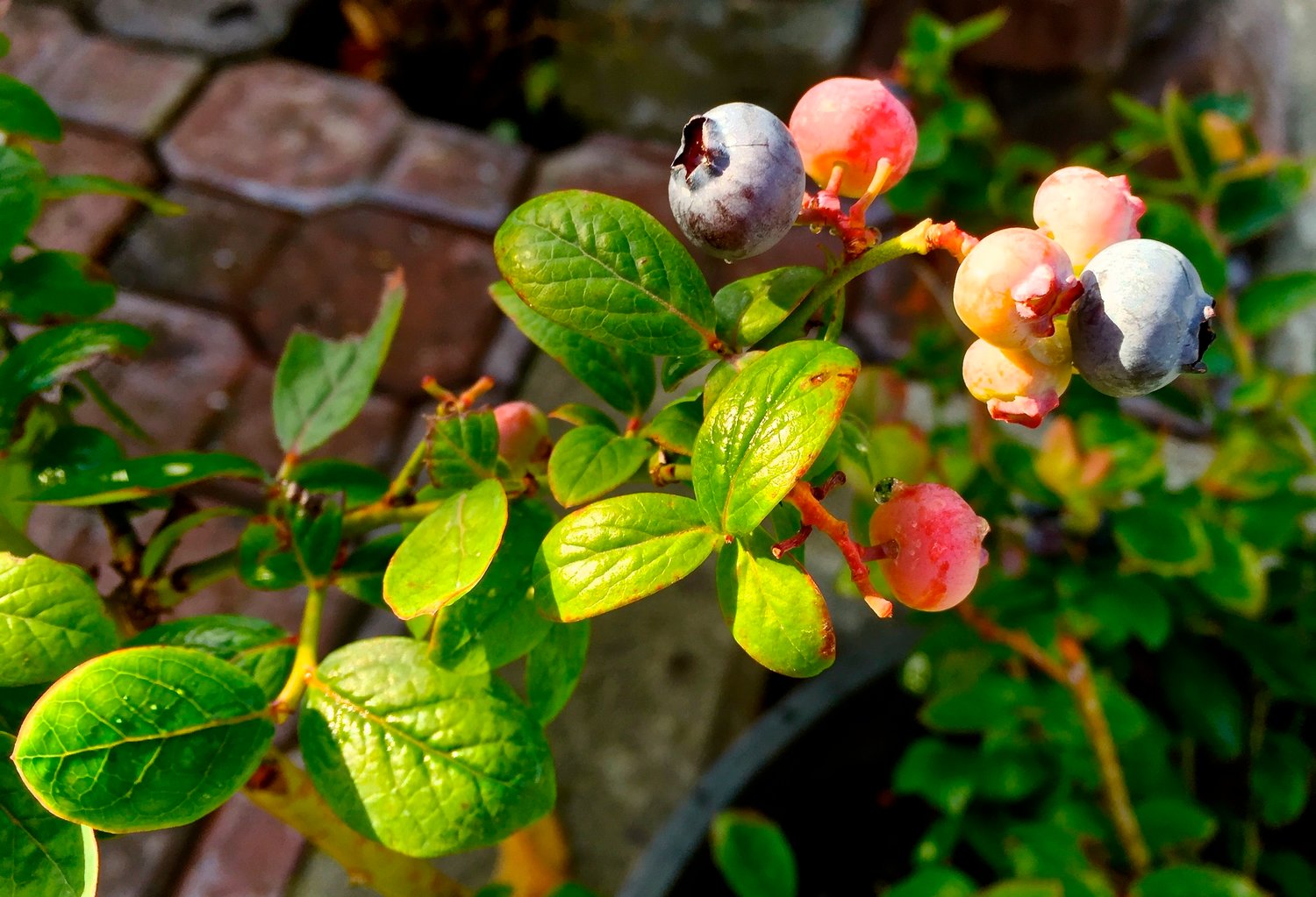 MAKING CHANGES — This July 2016 photo of blueberries growing in a container on a property near Langley, Wash., illustrates that gardeners operate on a much smaller scale than farmers yet can make some major sustainability impacts by growing their own food and planting things that don’t need as much fertilizer or pesticides, minimizing risks to the environment.