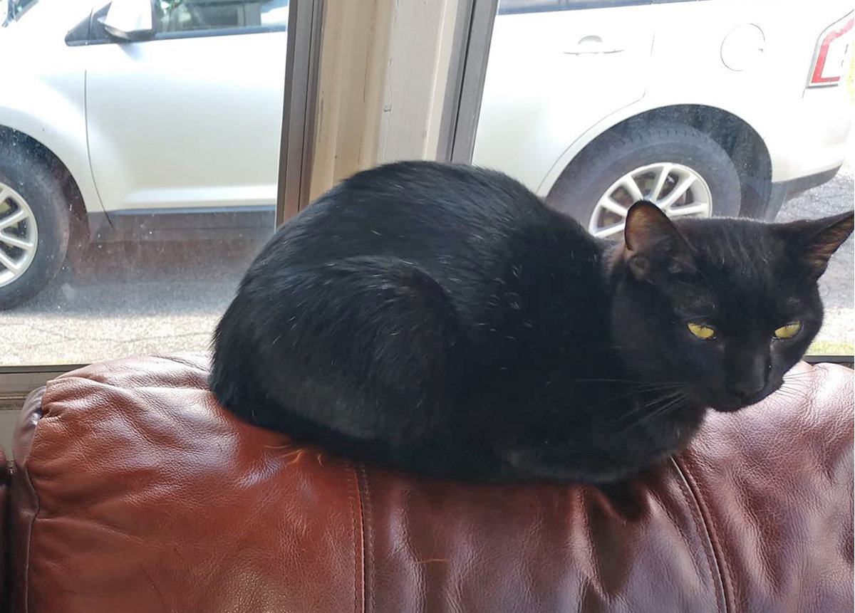 TOOTHLESS — This 1-year-old black cat, named Toothless, was shot in the head with an arrow near his home on Calvert Street sometime Tuesday morning, according to owner Erica Thayer. The New York State Department of Environmental Conservation is investigating. This is a picture of Toothless from before the attack.