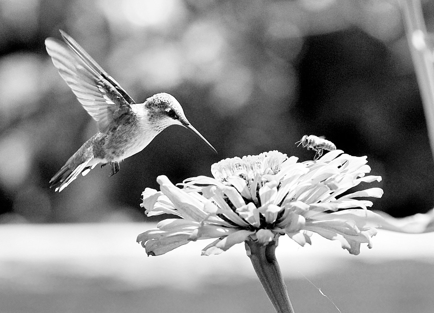 black and white photography hummingbird