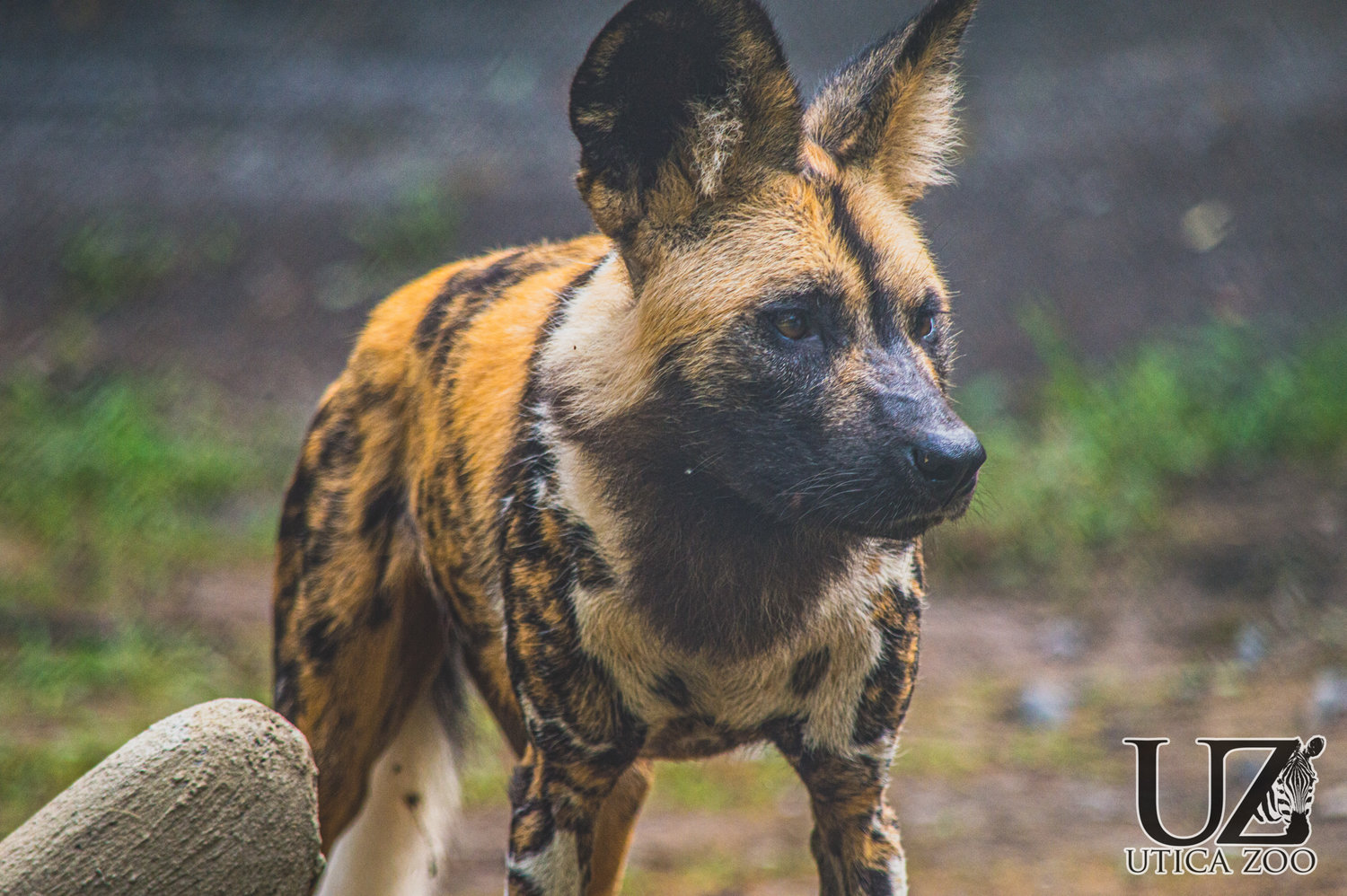 Endangered African painted dogs make debut at Utica Zoo | Daily Sentinel