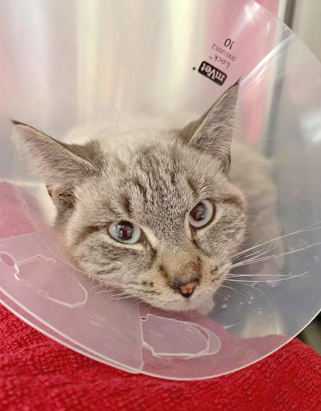 RECUPERATING — “Lucky” the cat gets some rest and recuperation after being hit by a car and adopted Jayden, Rattray, 11, of  Camden.