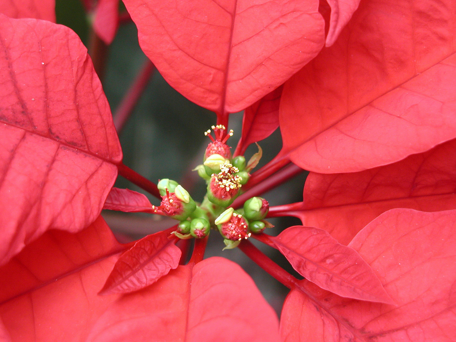 TECHNICALLY NOT TOXIC — The poinsettia is the most popular holiday plant, and technically, it’s not toxic. Its sap can cause skin irritation in humans. Pets can also be impacted by this sap, and if enough of the plant is ingested, pets can get sick. It’s best to also avoid poinsettia if you have pets.