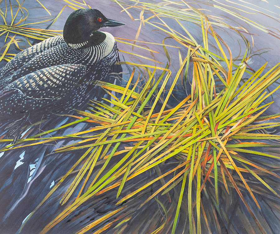 "Cornered” — Dragonfly and loon by Bob Ripley