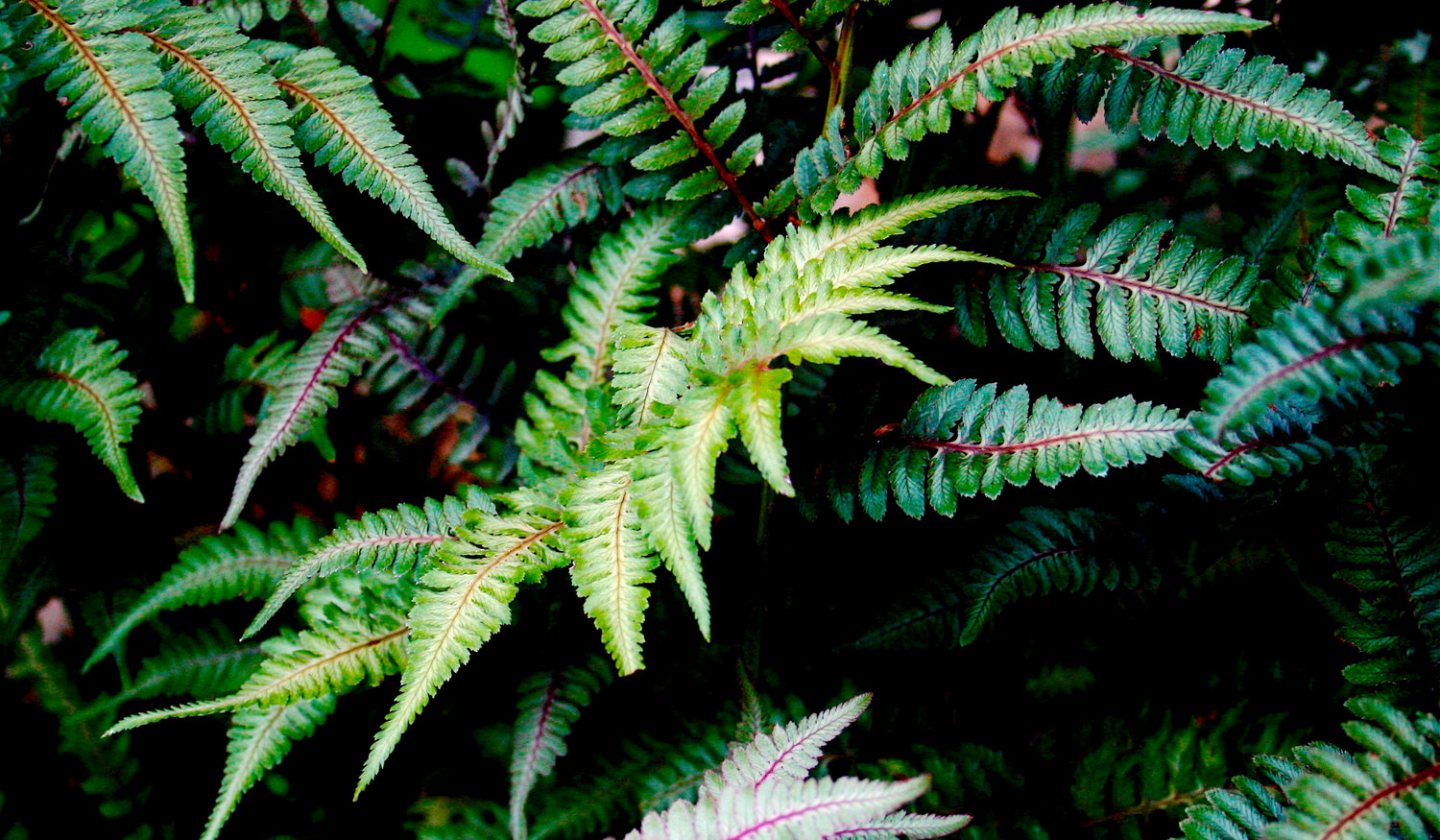 ALL-GREEN GOAL — Painted Japanese ferns growing near a home in New Market, Va. Their blue-green fronds with contrasting deep red ribs complement the monochromatic palette of a restive all-green garden.