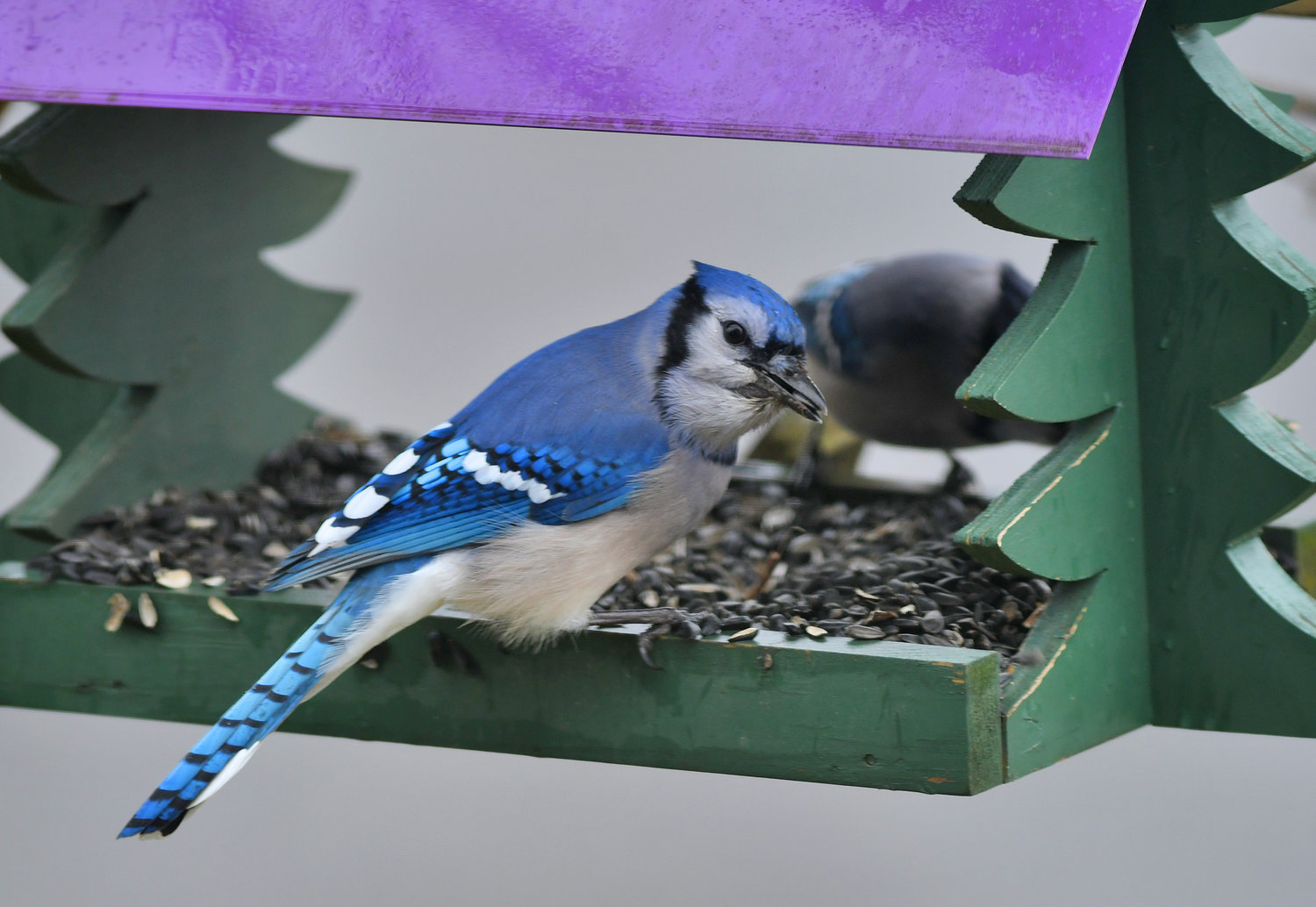 THANKS FOR THE FOOD — A solitary blue jay enjoys black oil sunflower from a bird feeder in this file photo.