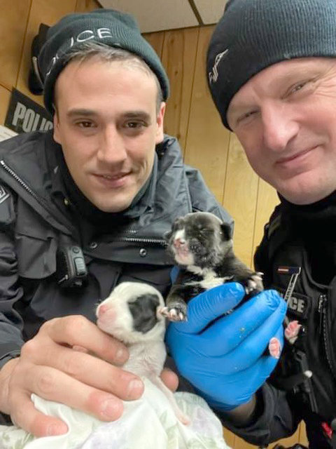 PUPPIES AND POLICE — The two abandoned puppies safely in the hands of New York Mills Police Officer Michael Firley, left, and Yorkville Police Officer Alan Pelesic. Police officials said the puppies found a fast foster home early Thursday morning, and will soon be reunited with their mother.