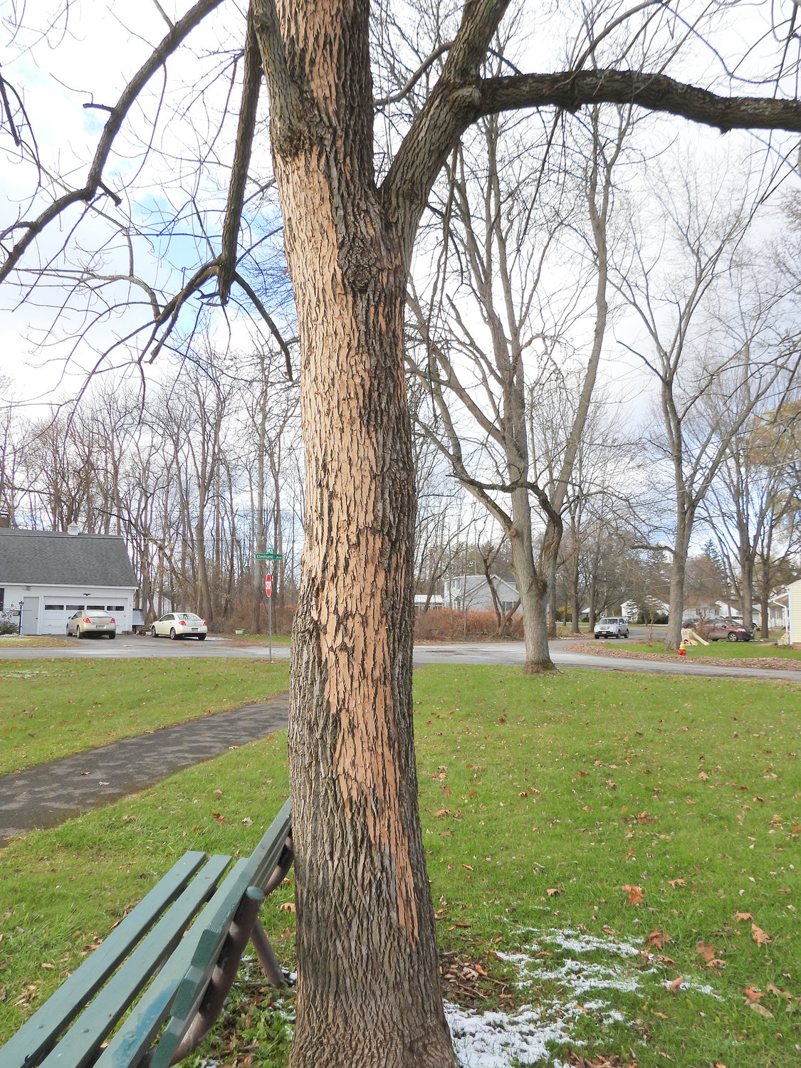 QUICKLY KILLED — Large sections of bark on this ash tree in Lincoln Park is dead and rotting due to the emerald ash borer, an invasive species of beetle. This tree, like others in the park, were just fine a year ago but were killed by the ash borers this past April.