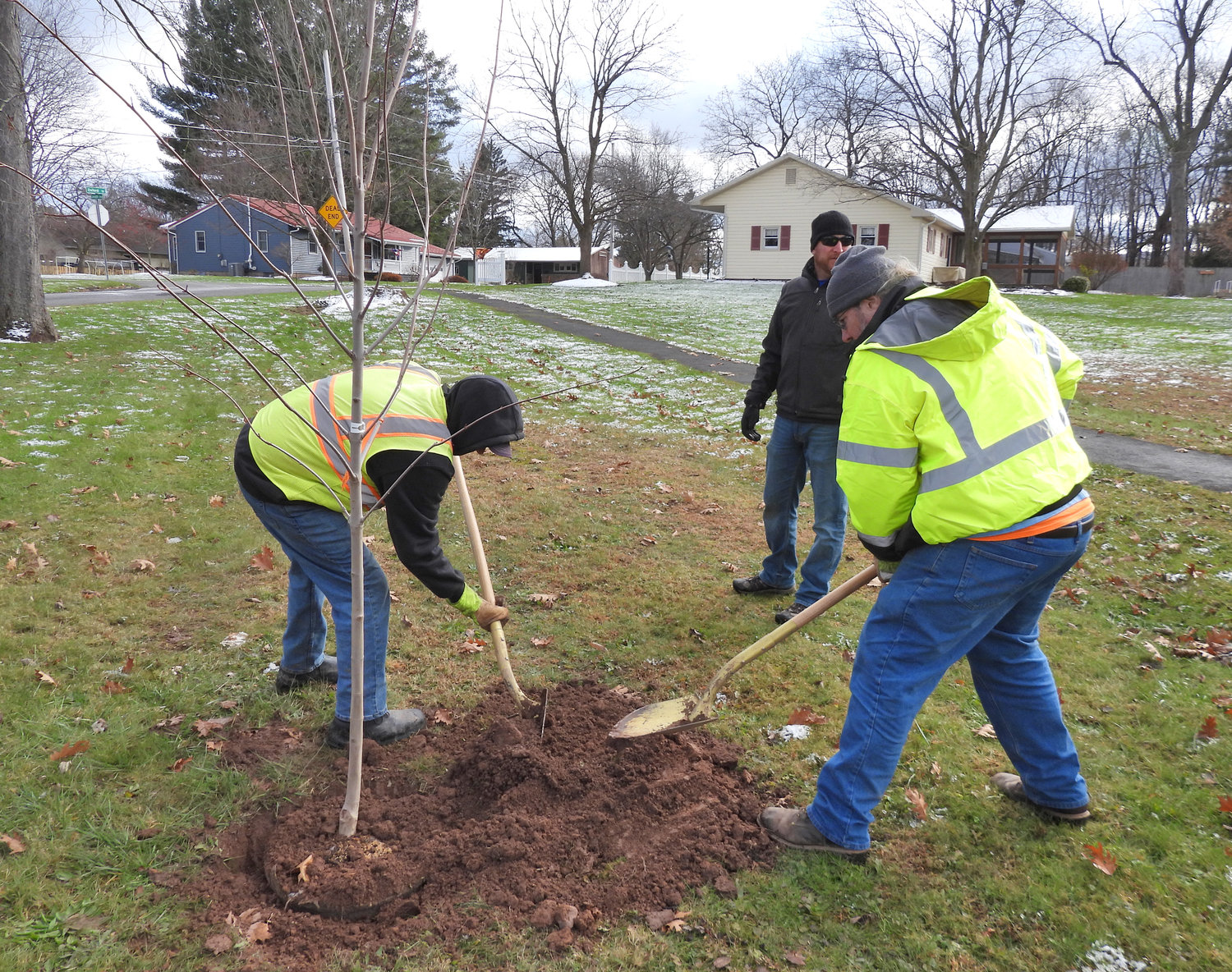 A NEW MAPLE — The Oneida City Department of Public Works plants a new maple tree in Lincoln Park on Tuesday, keeping their Tree City USA commitment and replacing trees that were plagued by emerald ash borers.