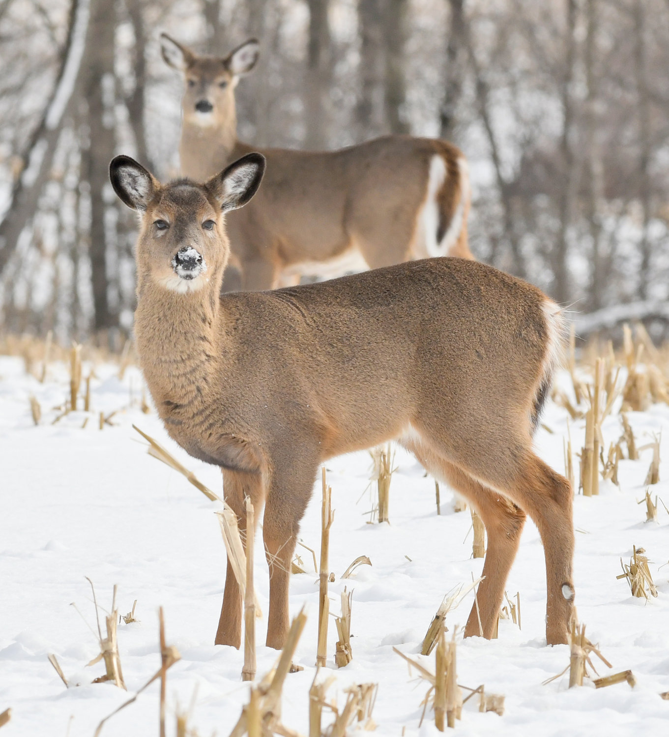 HOLIDAY HUNTING — After given the opportunity, Madison County opted out of the late-season holiday hunting, citing a need for safety and consideration of others using Madison County land. Pictured: A pair of deer on Mezzler Hill Road in the town of Western.