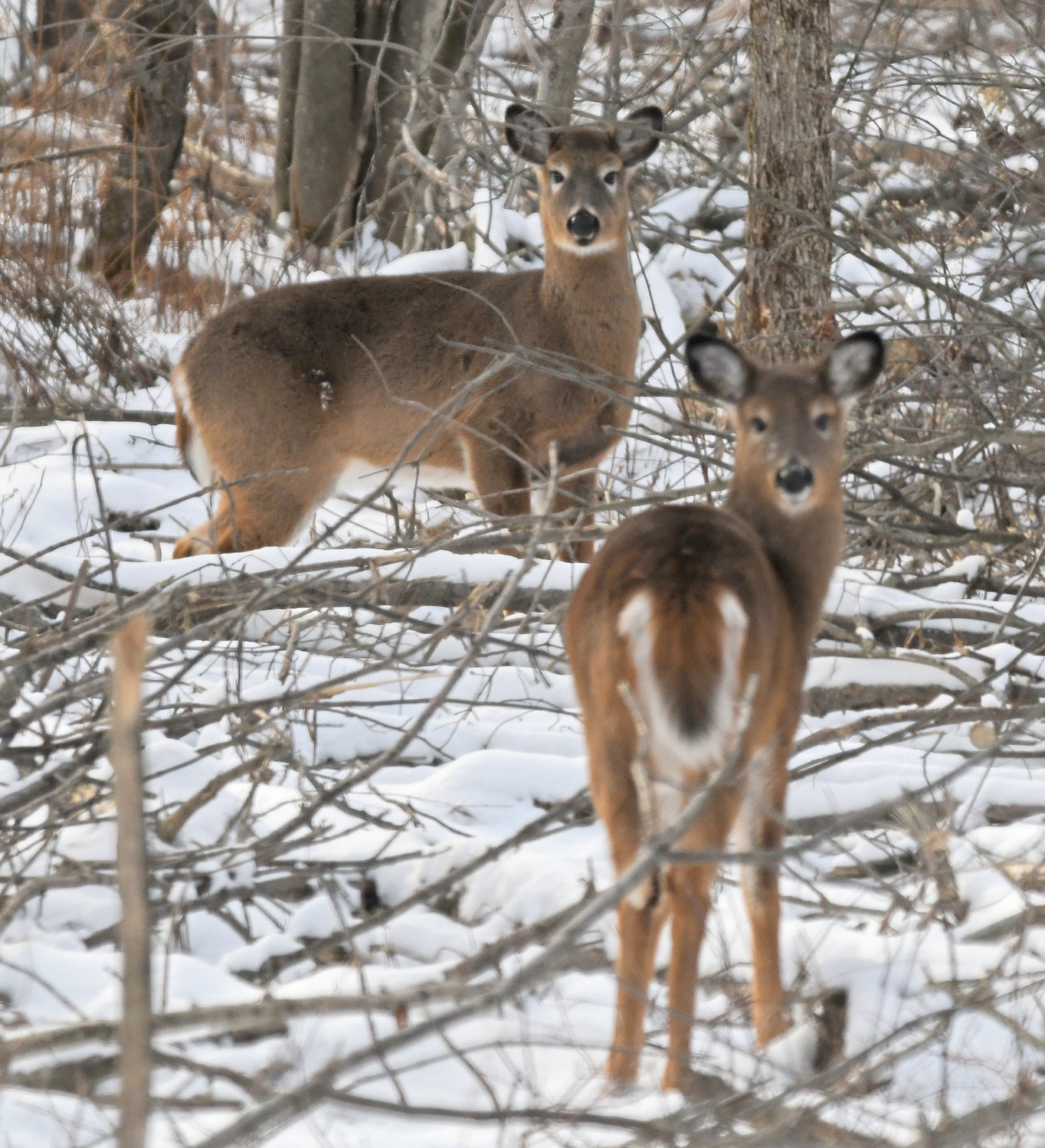 WHITETAIL IN THE WOODS — After given the opportunity, Madison County opted out of the late-season holiday hunting, citing a need for safety and consideration of others using Madison County land. Pictured: A pair deer out on Wynn Rd. in Remsen.