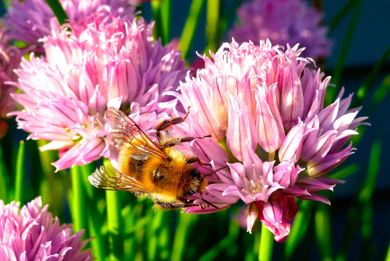 SPRING BUZZ — Containerized chive blossoms, which attract a variety of bee species. Gardeners opt for more herbs in their yards for culinary use but also to attract pollinators.